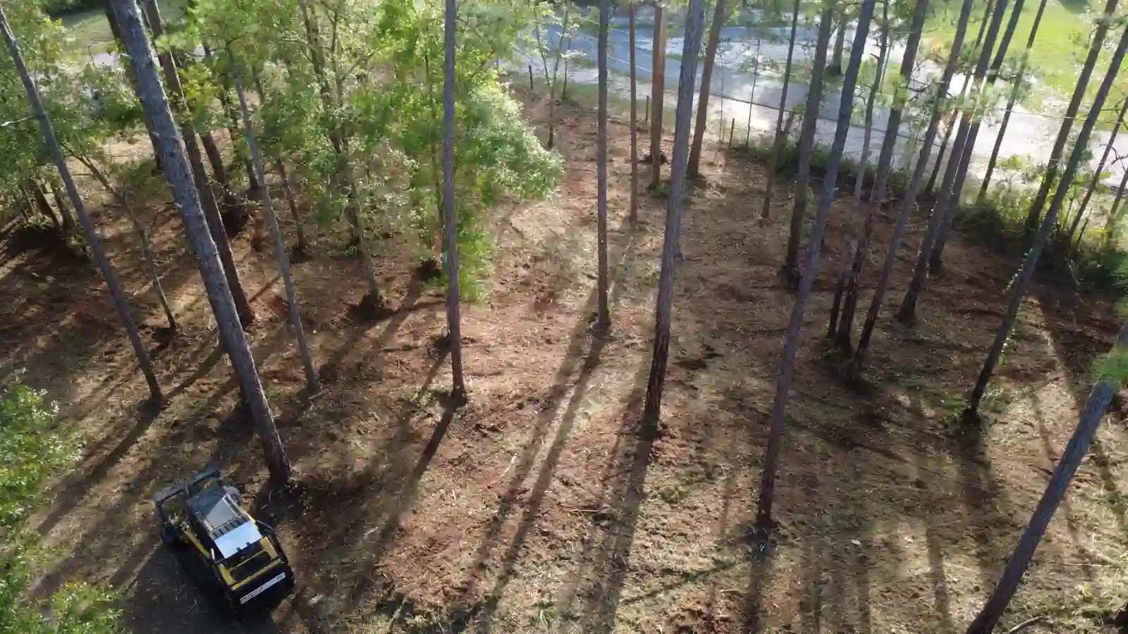 Aerial view of forestry mulching thinning a pine stand