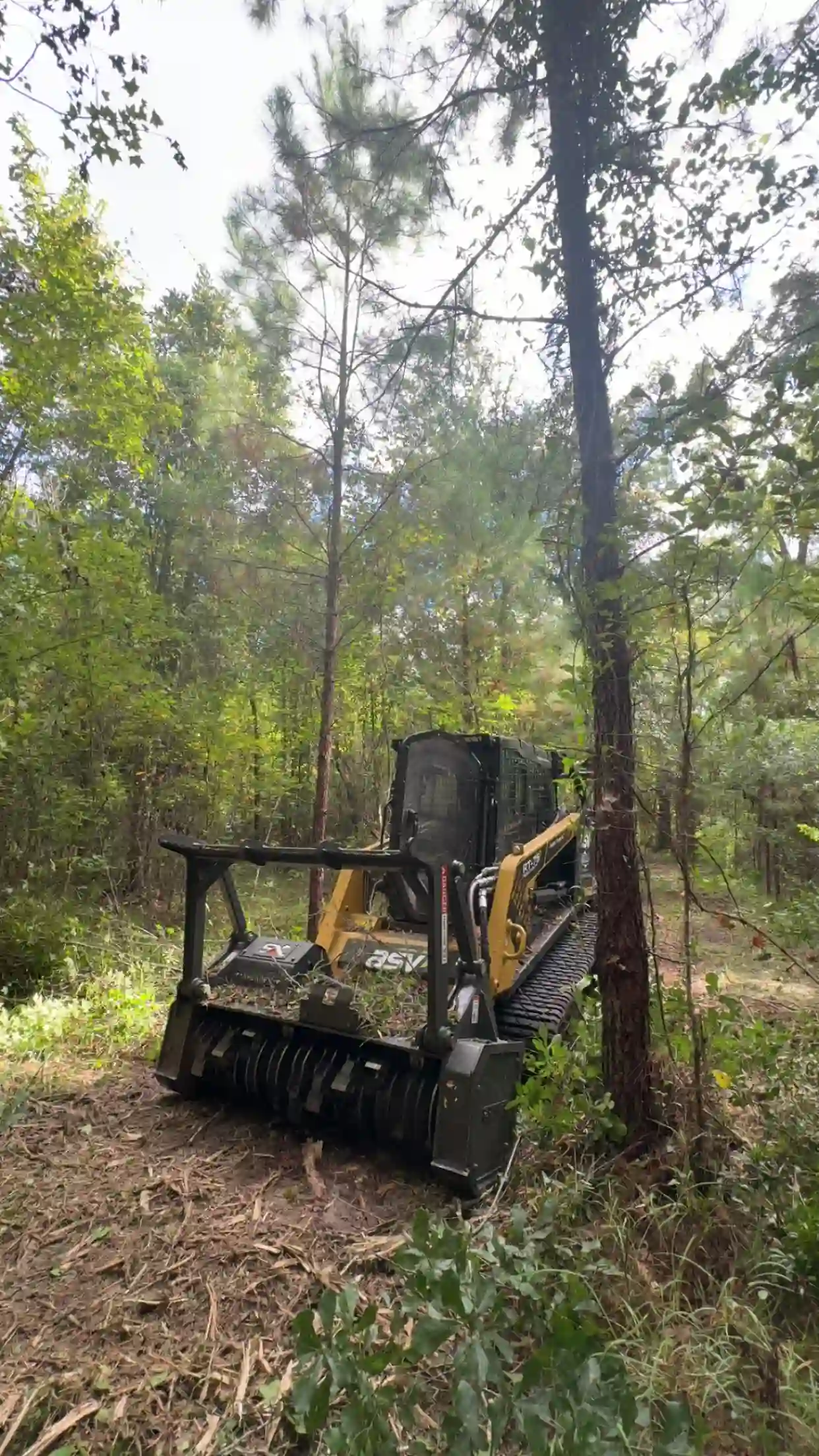 Forestry mulcher working through dense pine understory