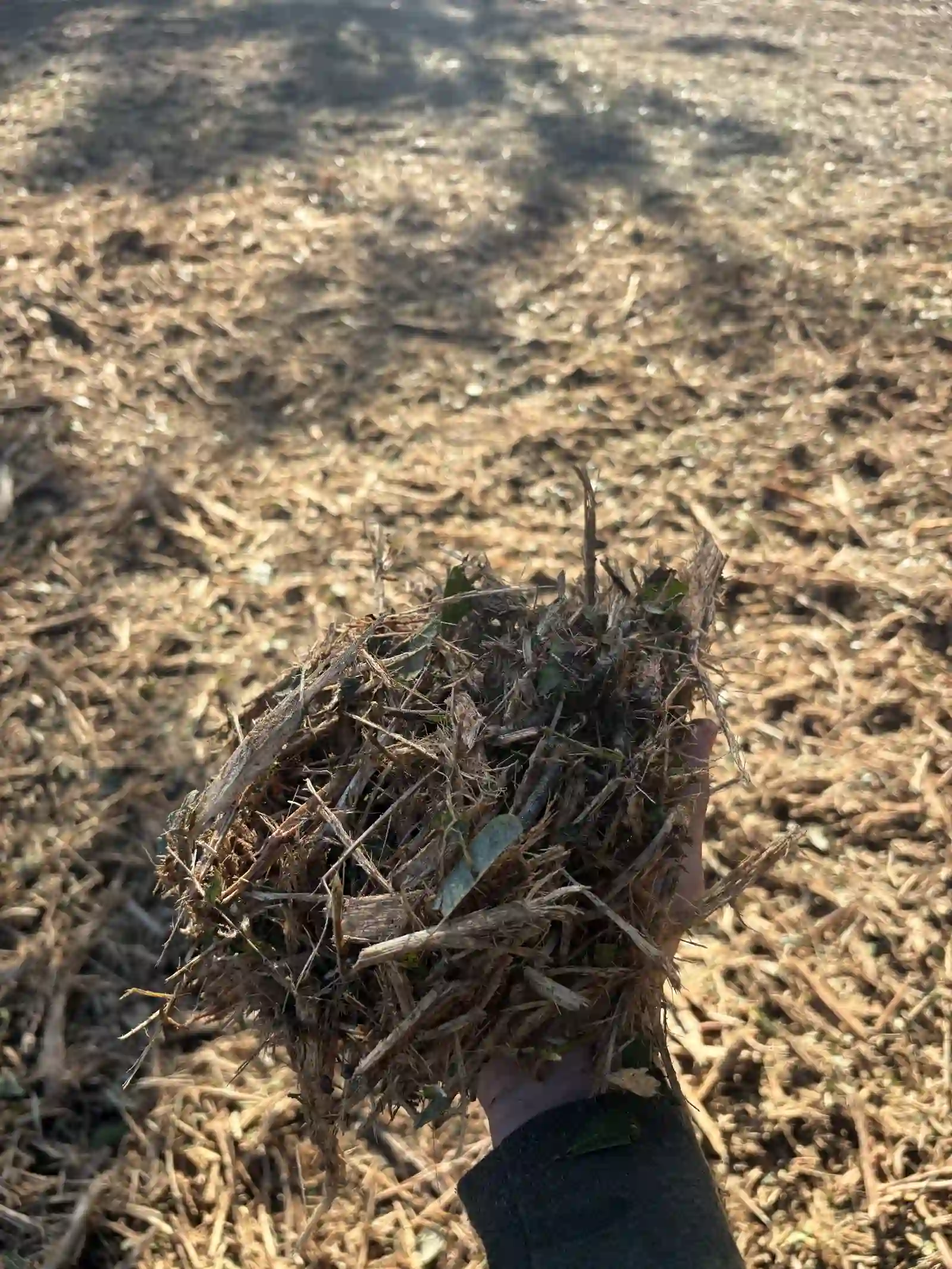 Handful of fresh forestry mulch over freshly mulched ground on a North Central Florida job