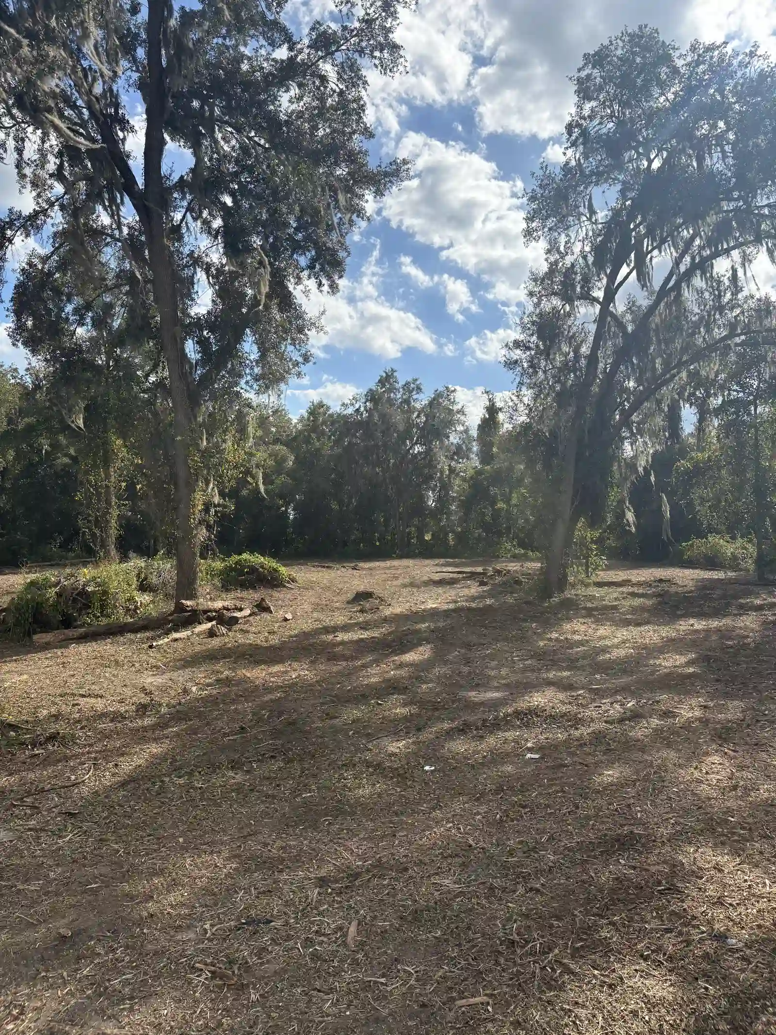 Park-like ground under live oaks after forestry mulching in North Central Florida