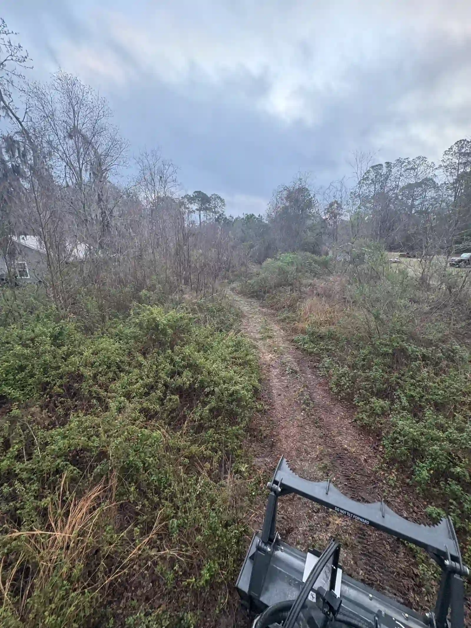 Overgrown Florida lot before forestry mulching, dense brush and saplings