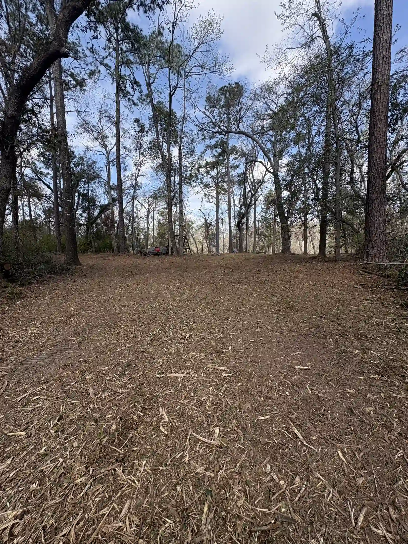 Open ground after forestry mulching on Lawtey area land, sun through the pines