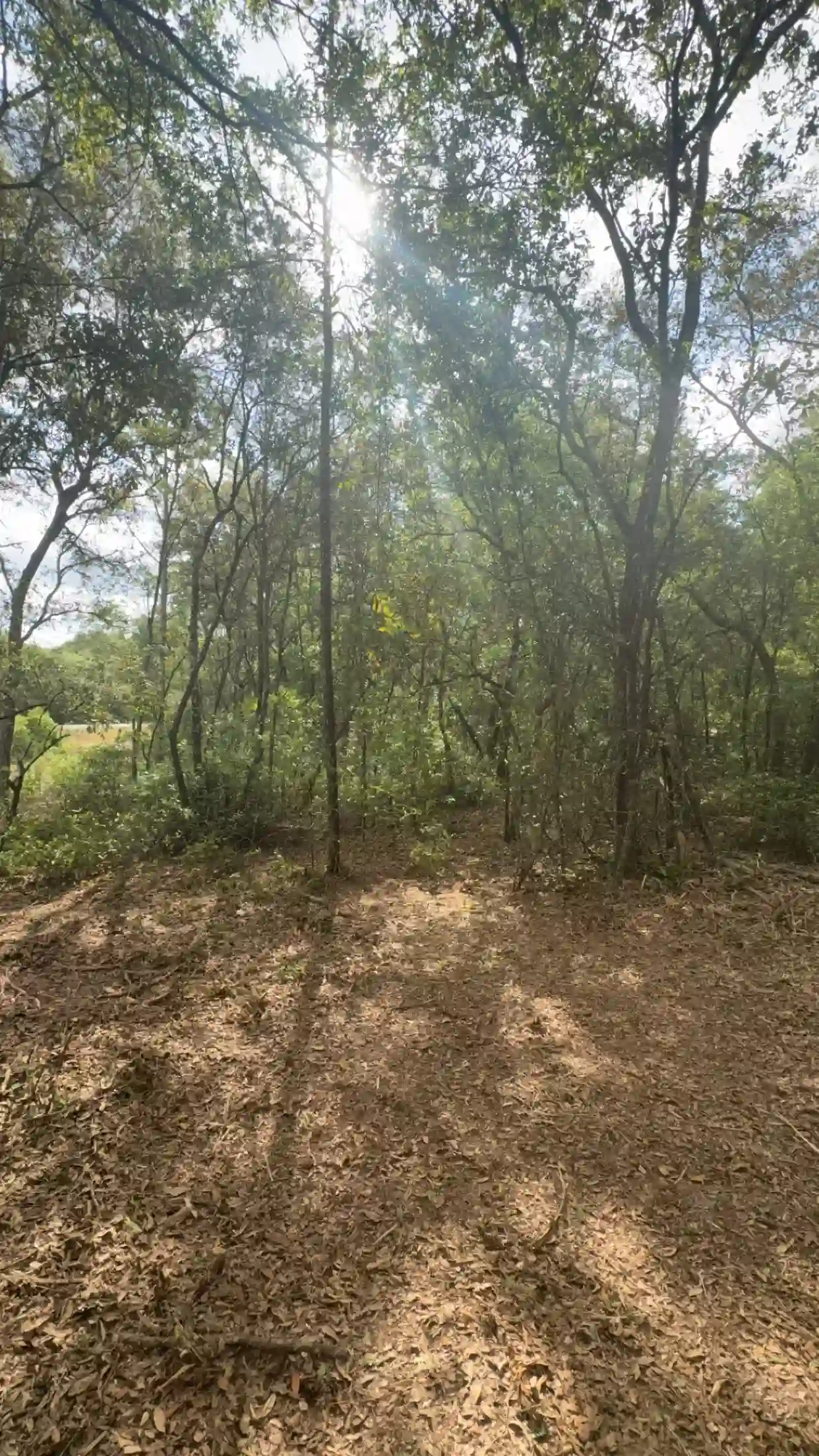 Forestry mulcher working through wooded acreage near Lake Butler FL