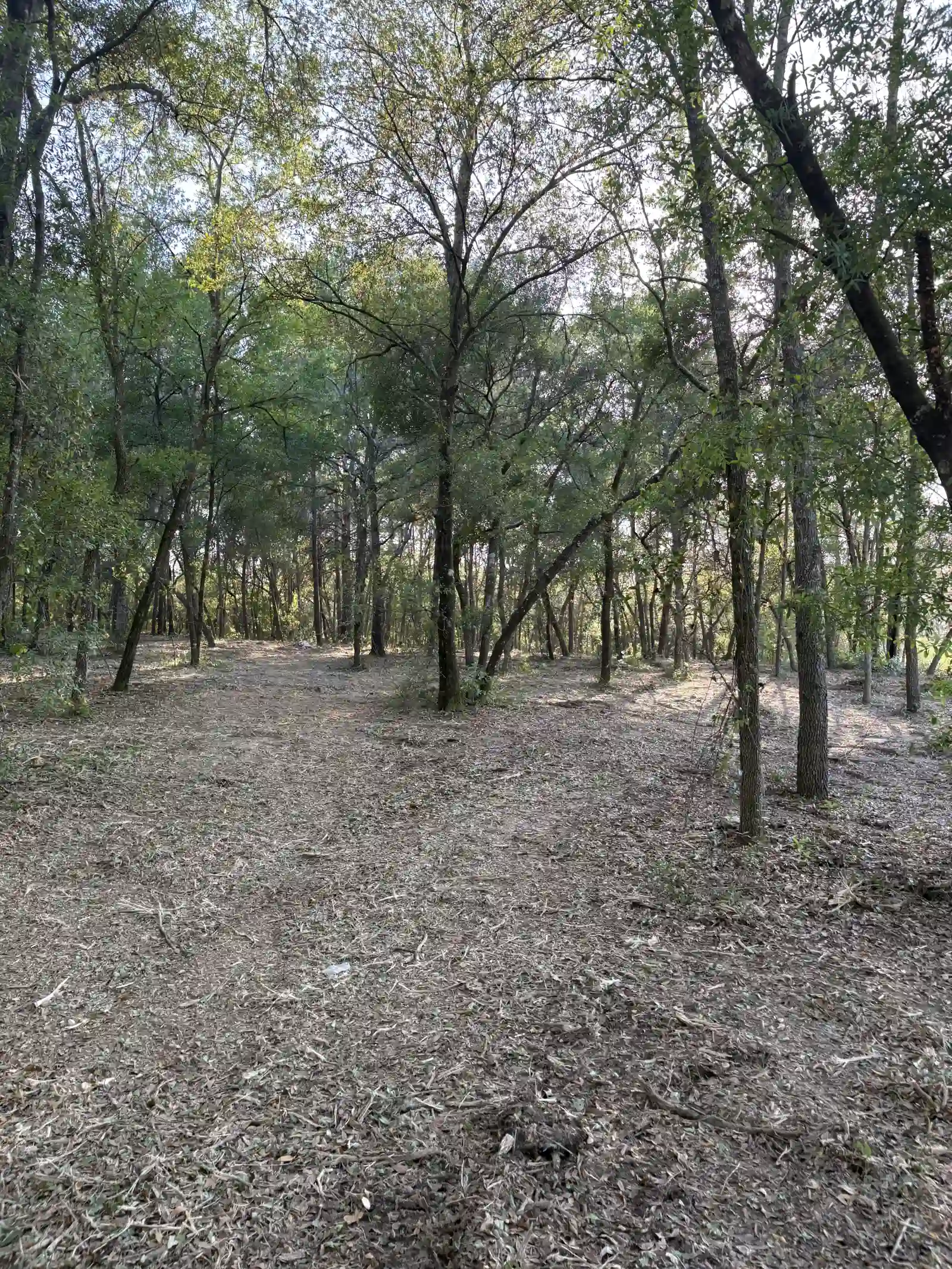 Cleared strip through oak and pine woods after forestry mulching near Keystone Heights FL