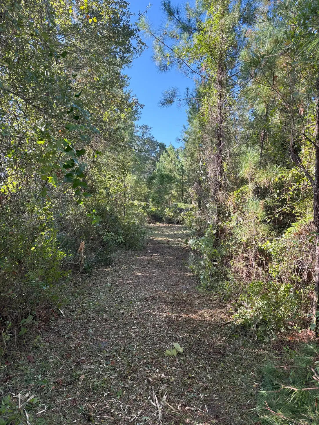 Shooting lane pine clearing Raiford FL