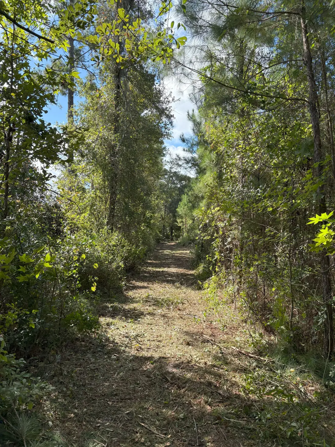 Pine row cleared for shooting lane Bradford County FL