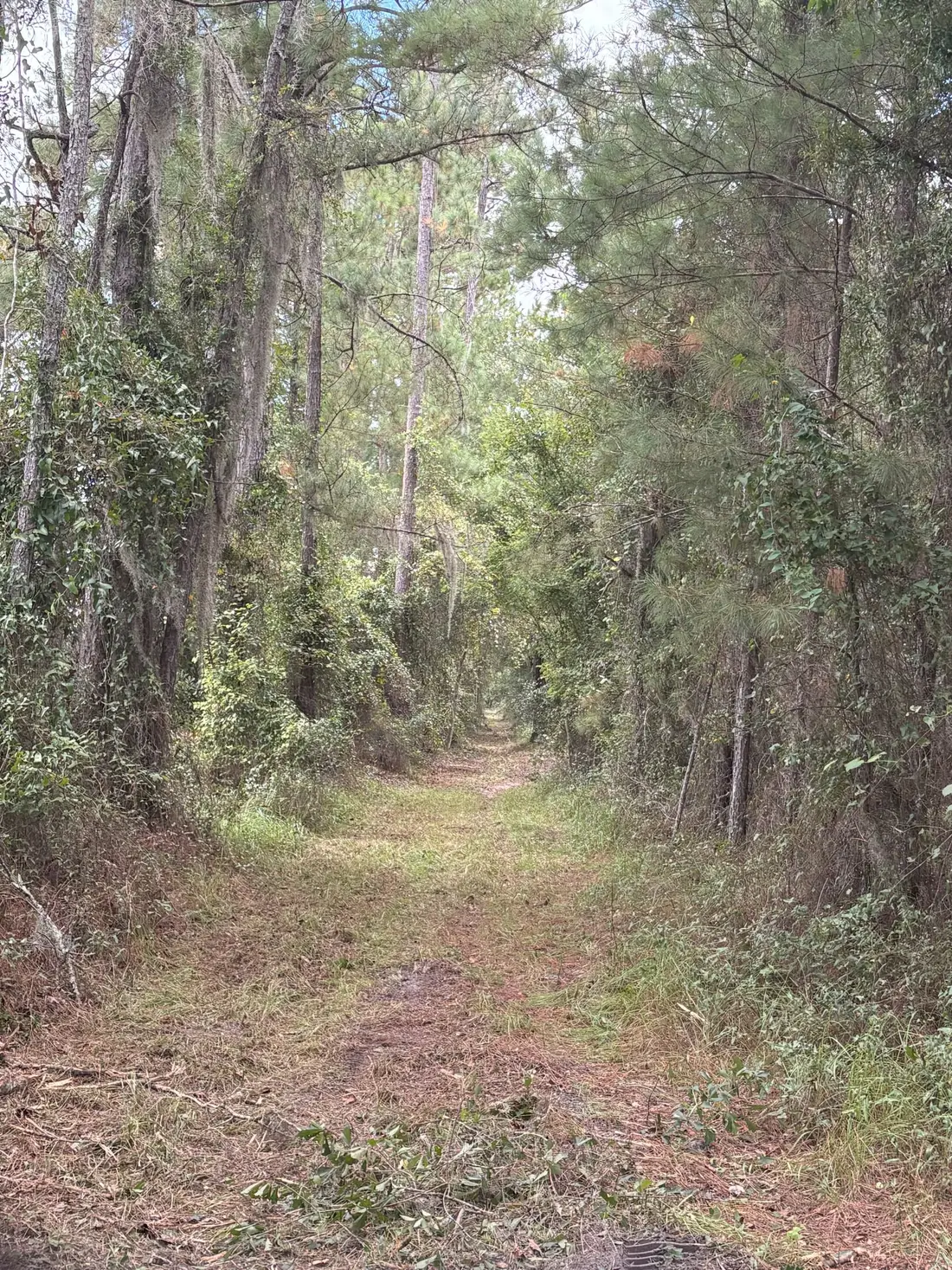 Shooting lane after clearing Bradford County FL
