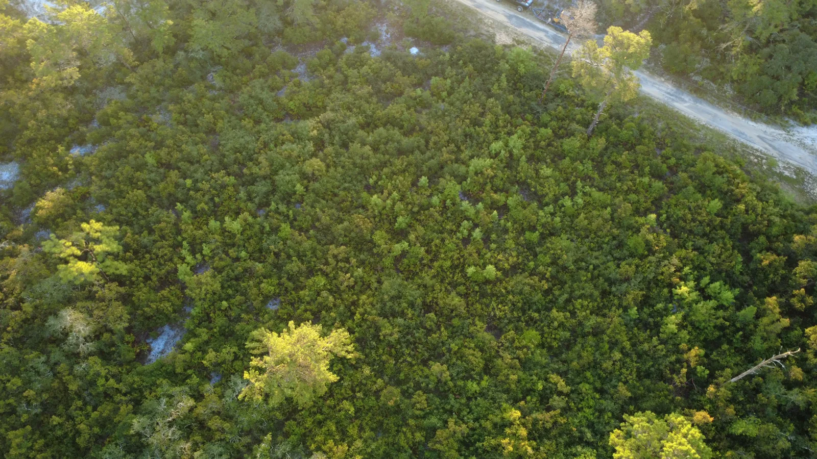 Acre of dense woods and brush before land clearing in Crescent City FL