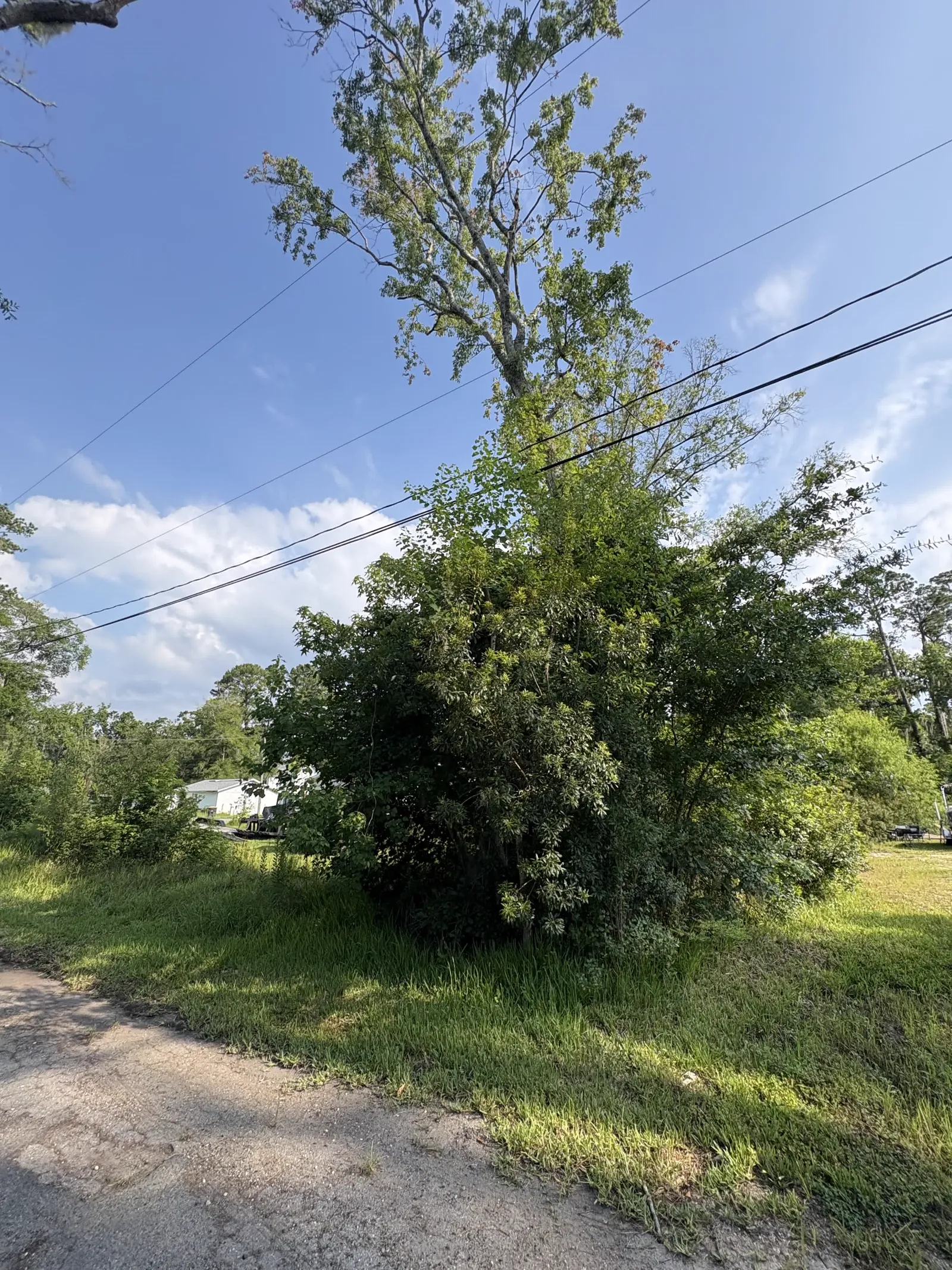 Overgrown backyard thicket of brush and small trees before clearing in Lake City FL