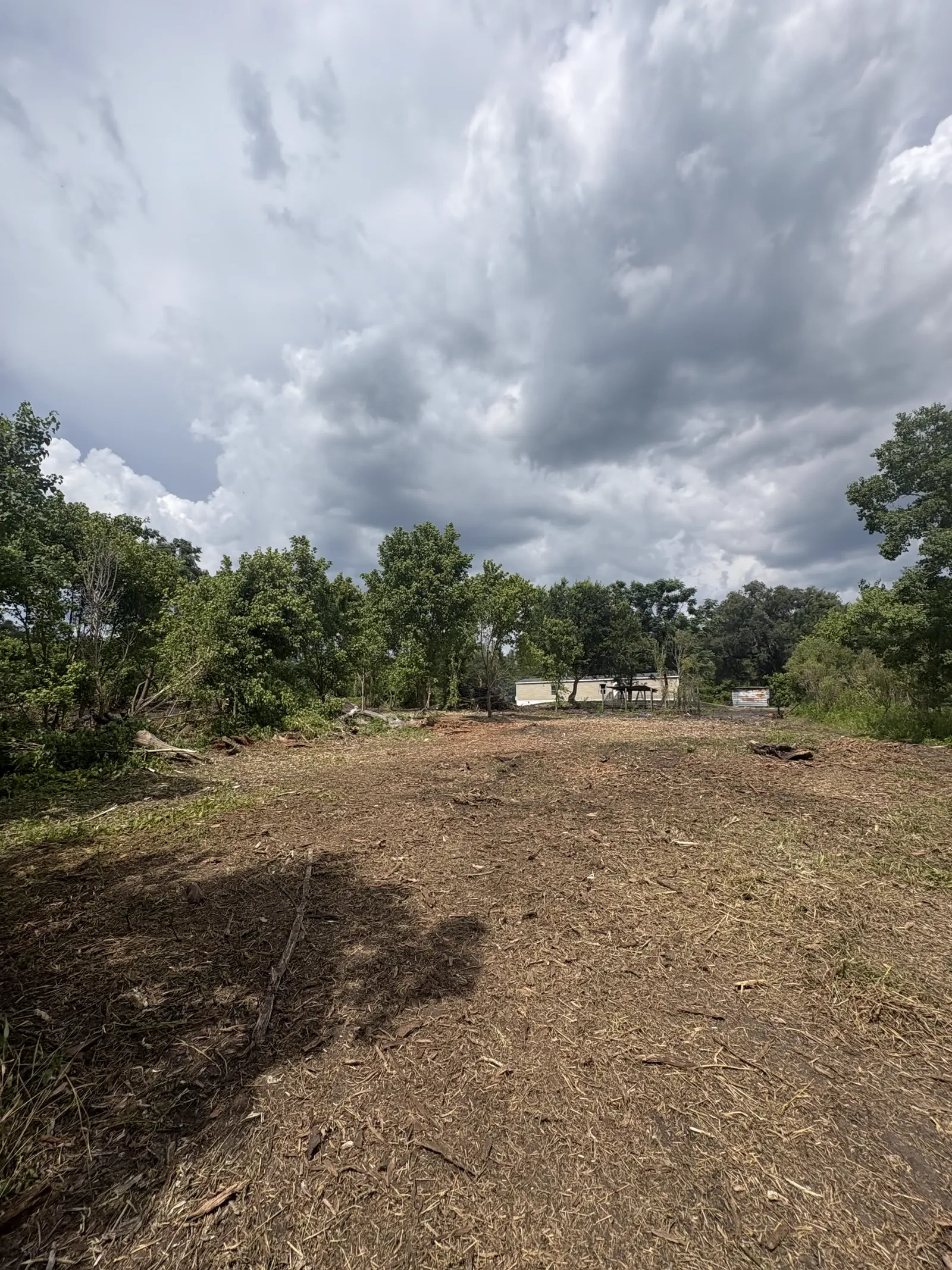 Overgrown backyard cleared and mulched flat by forestry mulching in NW Lake City FL