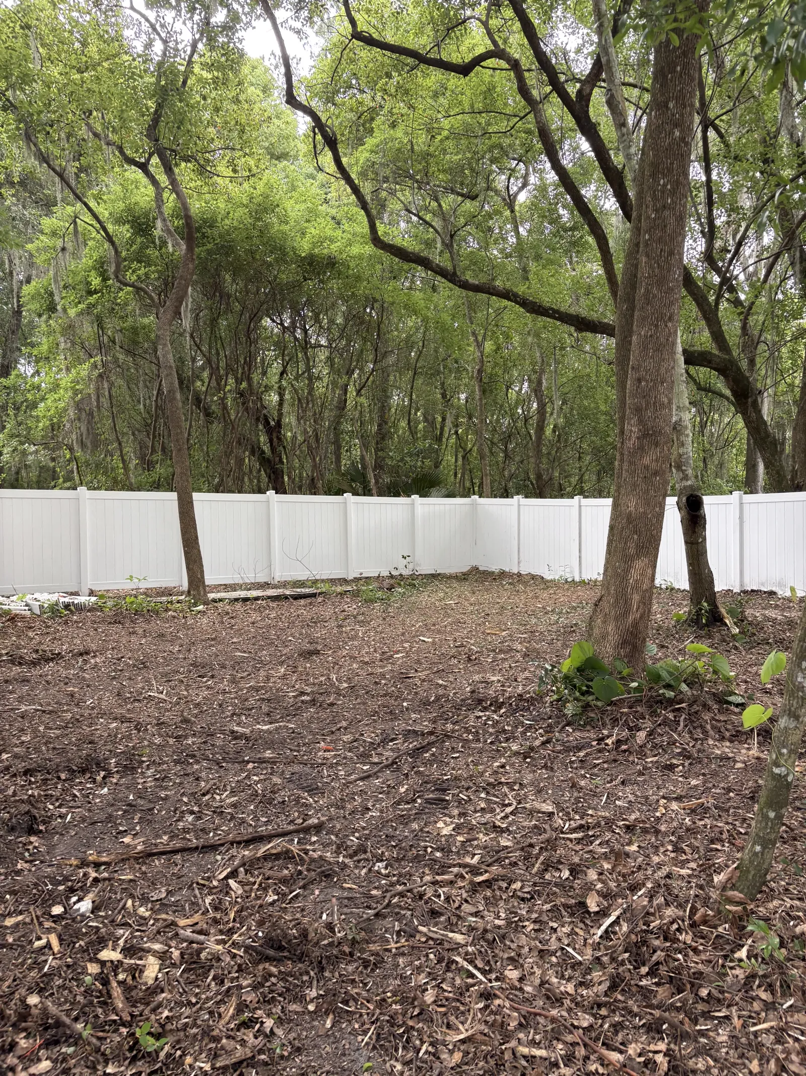 Middleburg backyard cleared by forestry mulching, brush removed and mature shade oaks left standing