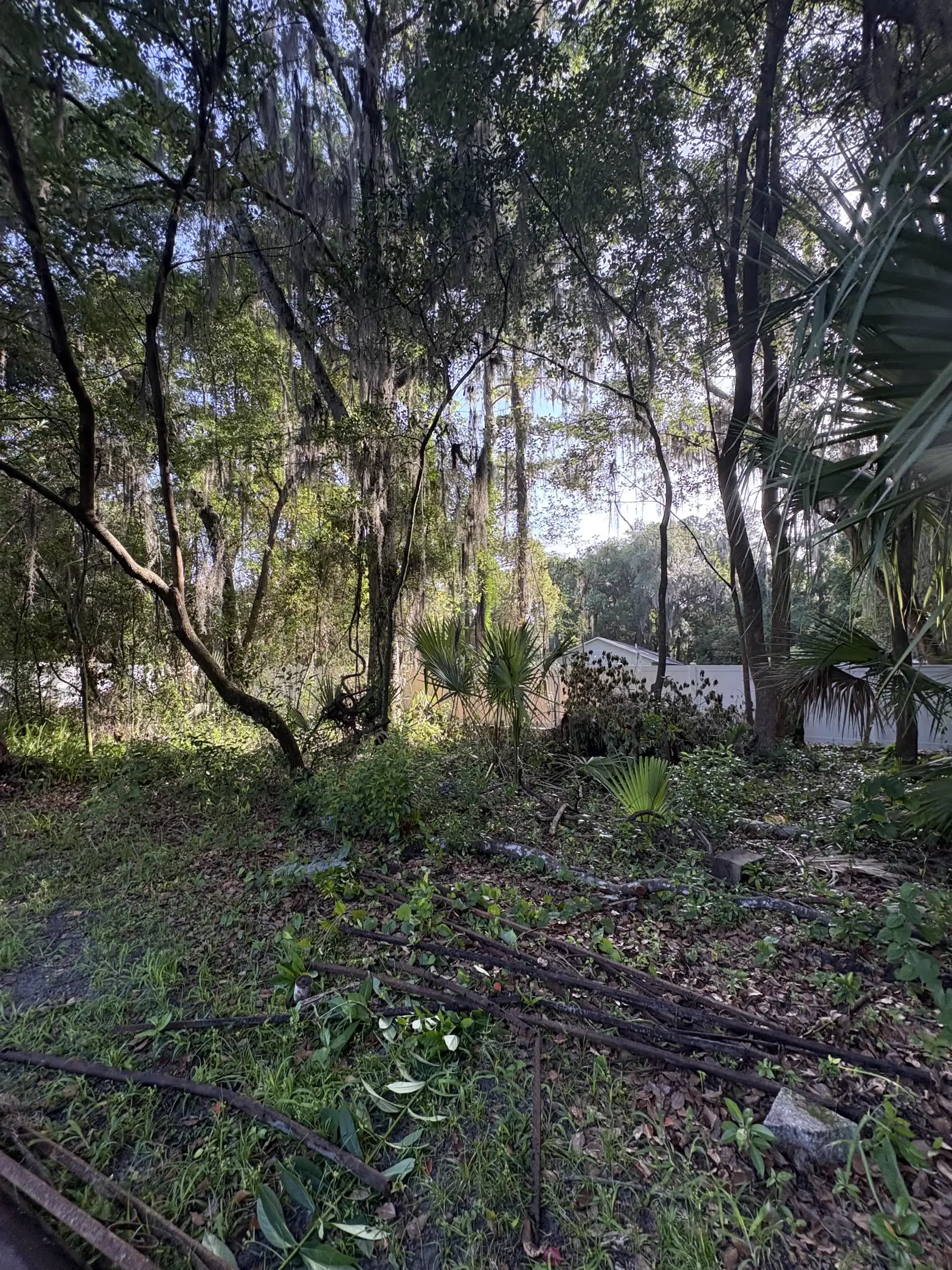 Overgrown Middleburg backyard of brush and vines before land clearing