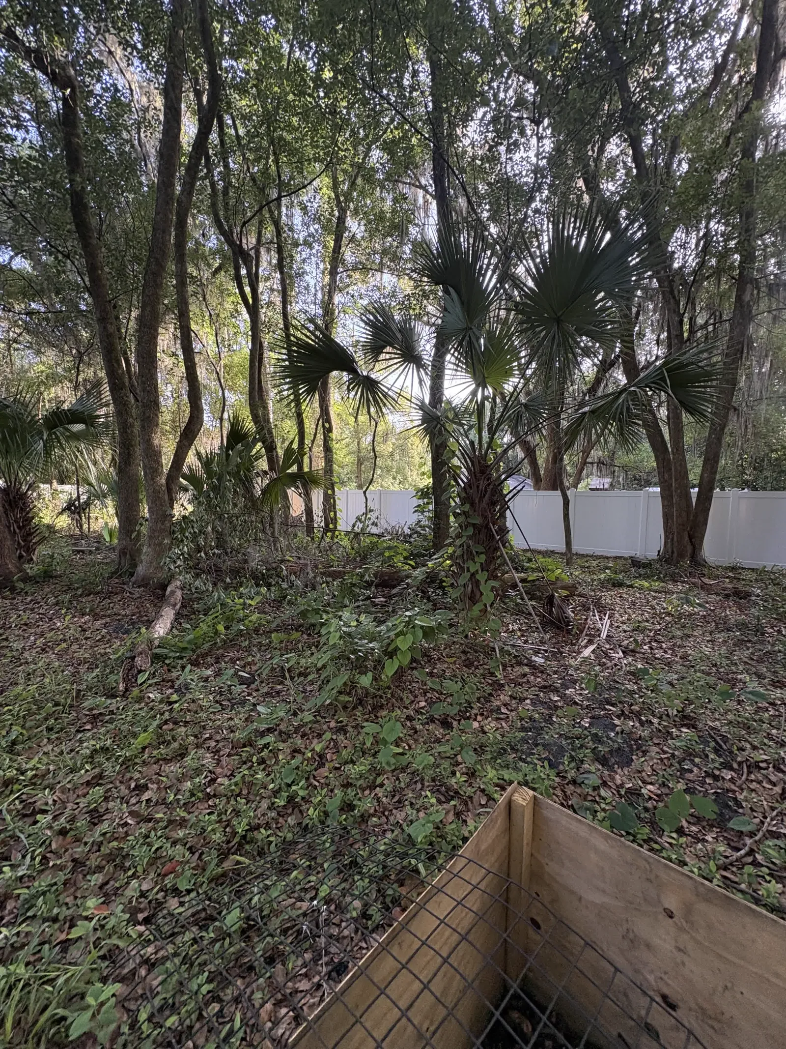 Fenced Middleburg backyard choked with palms and undergrowth before clearing